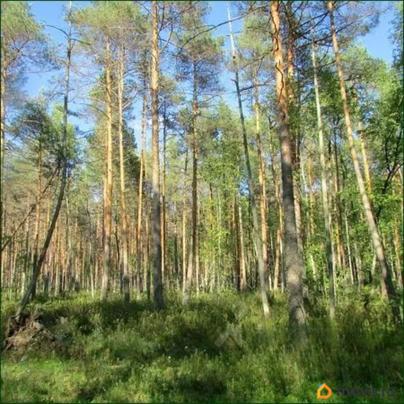 земельный участок, 1.13 га